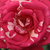 Roza - bela - Vrtnice Floribunda - Papageno